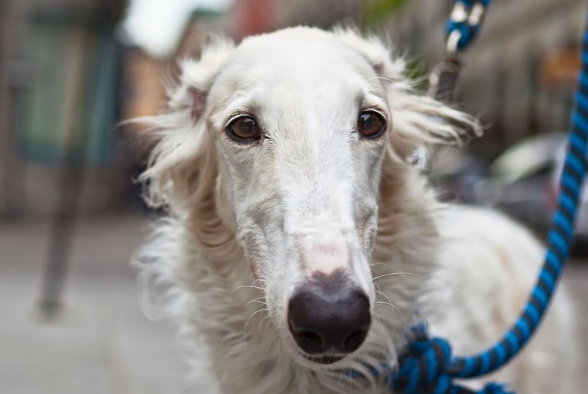 Long and Lovely: Celebrating the Charm of Long-Nosed Dog Breeds